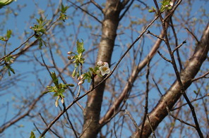 高桑星桜が開花！