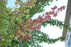 深まる秋～色づく木々