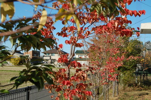 校庭の木々の紅葉～穏やかな一日