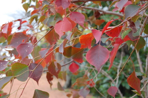 深まる秋～木々の紅葉