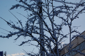 雪の朝～岐阜市内でも本格的な積雪