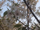 高桑星桜が満開