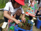 ミニトマトの苗植え～２年生