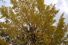 校内の木々～色づく葉