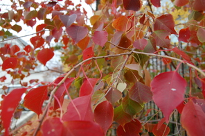 校内の木々～色づく葉