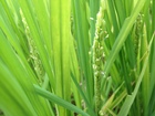 水田のようす～稲の花
