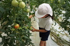 （動）トマト栽培見学