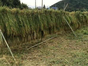 （動）稲刈り～４年生
