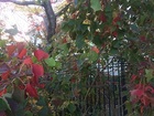 秋は何色？色づく木々