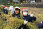 (動)稲刈り～４年生