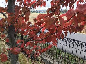 深まる秋～赤く色づく葉