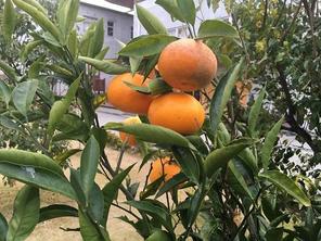 柑橘類の色づき