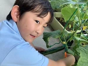 夏野菜の収穫～２年生