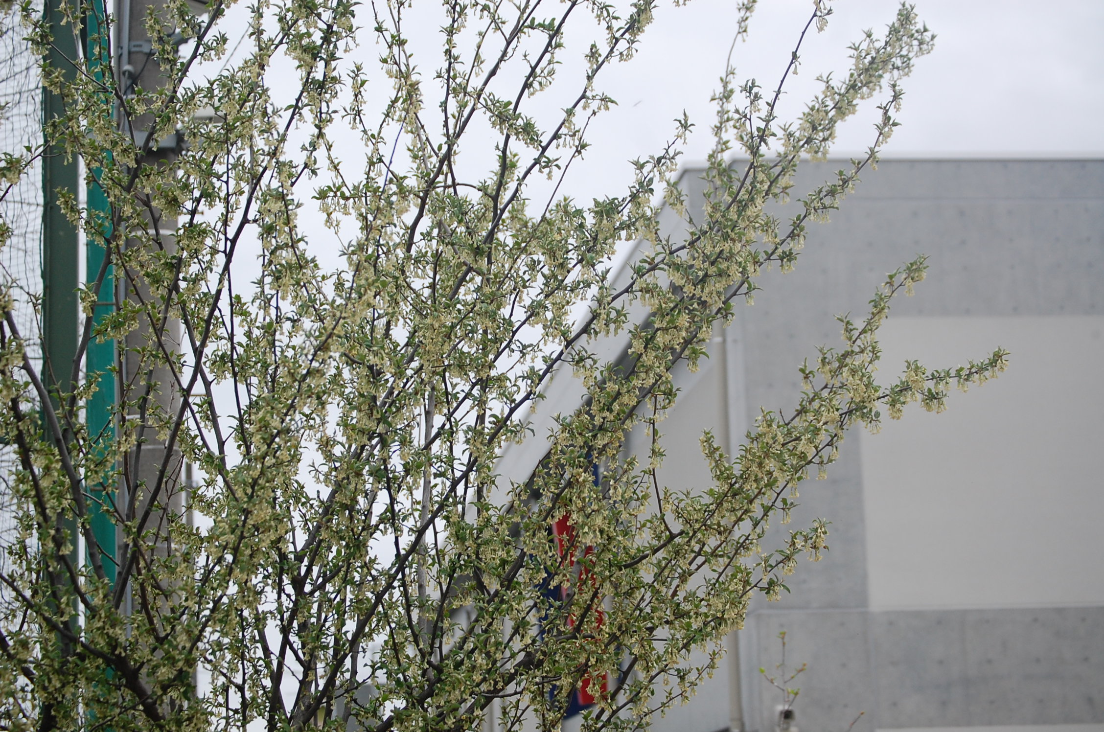 グミの木の芽吹き デイリースナップで見る学びのポイント 岐阜聖徳学園大学附属小学校