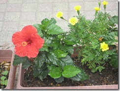 IMG_2345 IMG_2345