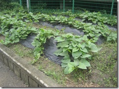 IMG_2347 IMG_2347