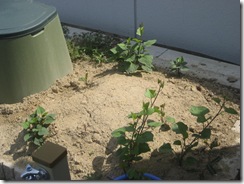 IMG_2786 IMG_2786