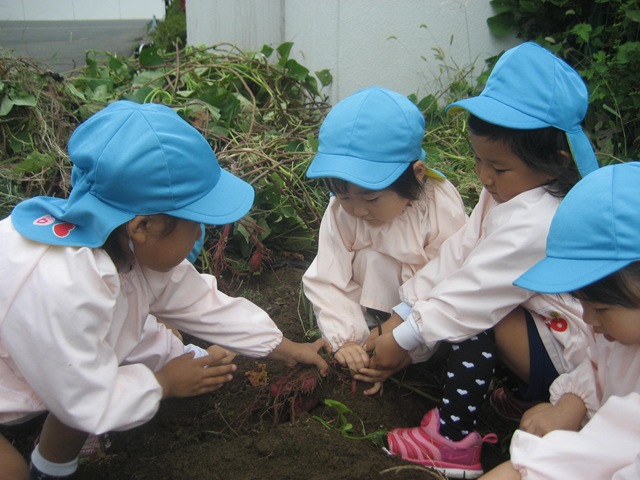年少組 幼稚園でお芋掘り