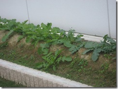 IMG_3597 IMG_3597