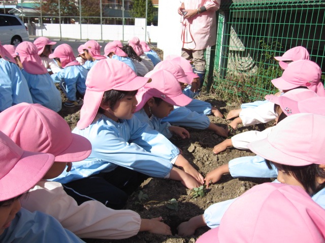 年中組 いちごの苗植え