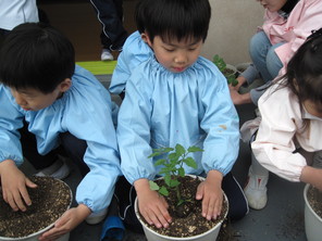 年長組　ミニトマトの苗植え