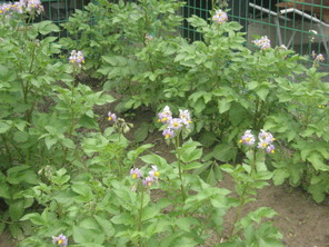 野菜の花が咲いたよ