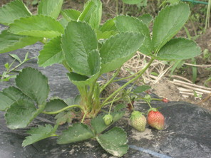 野菜の花が咲いたよ