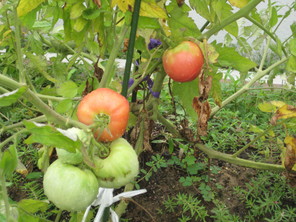 野菜を収穫したよ