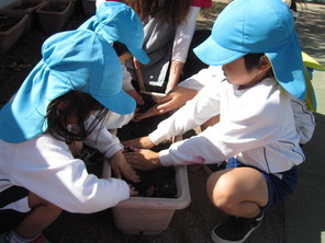 チューリップの球根植え（年長・年中組）