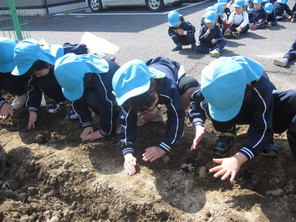 年少組・年中組　じゃがいもの植えつけ