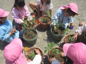 年長組　ミニトマトの苗植え