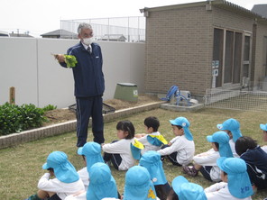 年長組　ほうれん草の収穫