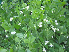 野菜の花が咲いたよ