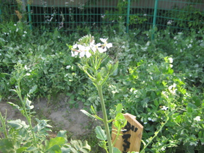 野菜の花が咲いたよ