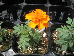 マリーゴールドの花が咲いたよ マリーゴールドの花が咲いたよ