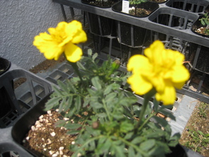マリーゴールドの花が咲いたよ マリーゴールドの花が咲いたよ