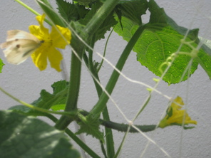 畑の野菜が実をつけたよ