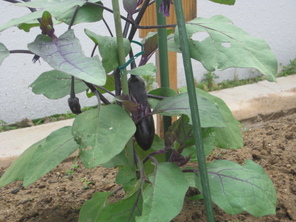 畑の野菜が実をつけたよ