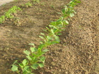 畑の野菜が生長しています