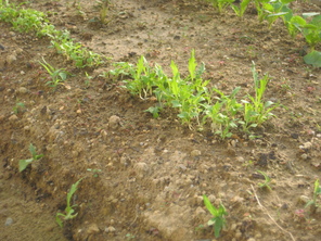 畑の野菜が生長しています