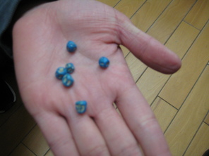 スナックエンドウの種を蒔いたよ(年中) スナックエンドウの種を蒔いたよ(年中)