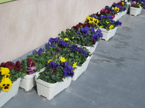 パンジーの花が咲いたよ パンジーの花が咲いたよ