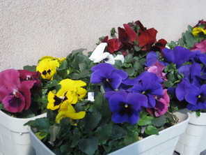 パンジーの花が咲いたよ パンジーの花が咲いたよ