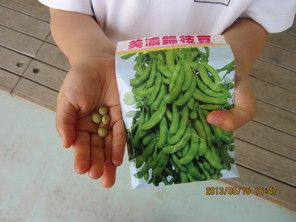 年中組　枝豆とポップコーンの種まき