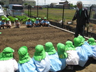 年長組　さつまいもの苗植え