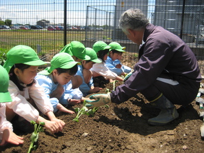 年長組　さつまいもの苗植え