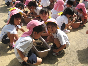 チューリップの球根植え（年中）