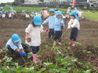 芋掘り遠足（年少）