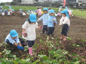 芋掘り遠足（年少）