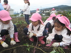 芋掘り遠足（年中）